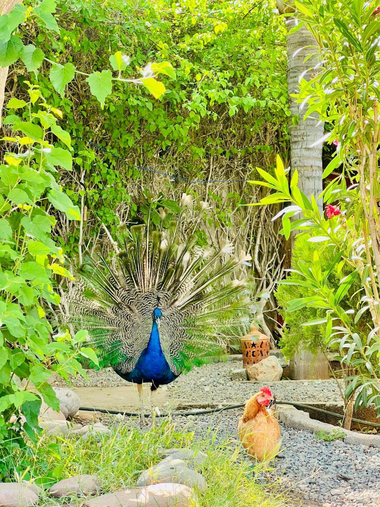 Lagouassem Villa Baddi Marrakech מראה חיצוני תמונה